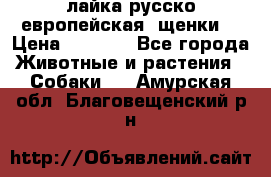 лайка русско-европейская (щенки) › Цена ­ 5 000 - Все города Животные и растения » Собаки   . Амурская обл.,Благовещенский р-н